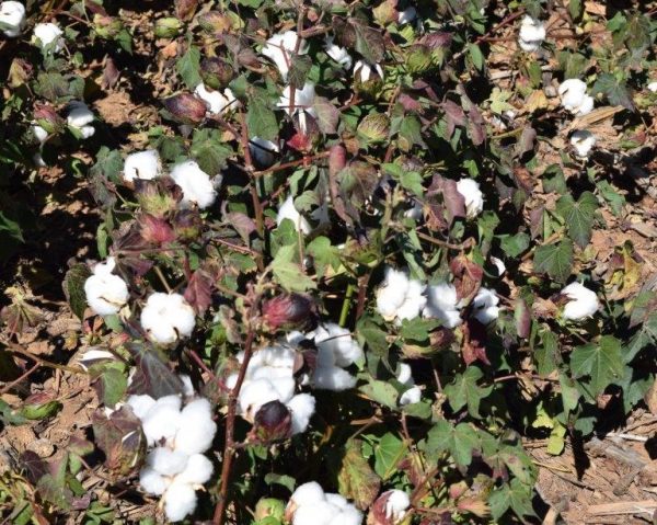 In response to the expansion of cotton acres in the district, demonstrations at the North Plains Water Conservation Center focus more on cotton production and water use, compared to the corn focus of past demonstrations.